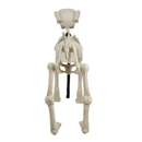 Skeleton Dog with Light Up Eyes, 4ft Height, Halloween