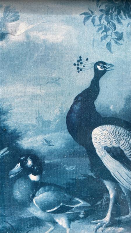 "Serene Plumage" - Elegant Peacock