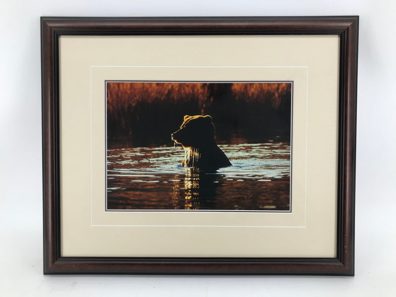 "Alaskan Gold-Brown Bear" by Thomas D. Mangelsen Signed and Framed Limited Edition Photographic Print